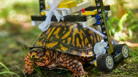 Die gewöhnliche Dosenschildkröte (Terrapene carolina) mit einem Rollstuhl aus Lego. 