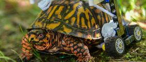 Die gewöhnliche Dosenschildkröte (Terrapene carolina) mit einem Rollstuhl aus Lego. 