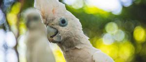 Weißhaubenkakadus sind eigentlich sehr sozial. Eigentlich.