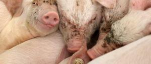 Kastration wenige Tage nach der Geburt: Ferkel im Stall 