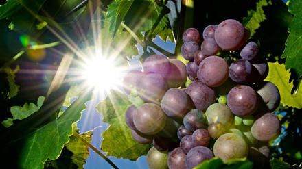 Für die meisten Landwirte war der heiße Sommer fatal. Nicht so für die Winzer.