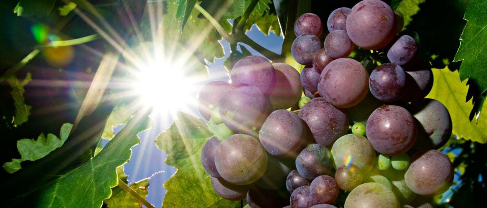Für die meisten Landwirte war der heiße Sommer fatal. Nicht so für die Winzer.