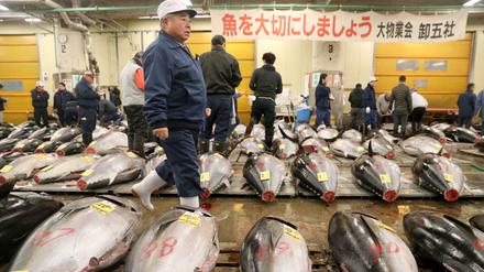 Zehntausende Ratten leben auf dem Gelände des Fischmarktes. Wenn der nun in moderne Gebäude zieht, setzten sich auch die Ratten in Bewegung.
