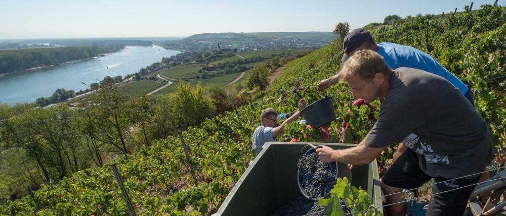 10,7 Millionen Hektoliter haben deutsche Winzer in diesem Jahr gelesen - so viel wie seit 1999 nicht. Wegen der hohen Temperaturen ging die Lese, wie hier im rheinland-pfälzischen Nierstein, 2018 besonders früh los.