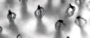 Widerborstig. Diese kleinen Haare weisen Wasser ab und halten Luft gefangen - unter anderem dadurch, dass sie ganz oben an ihren Spitzen Wasser dann doch extrem anziehen. Denn nur deshalb kann die Luft darunter kaum entweichen.