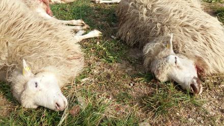 Wölfe haben nahe der ostsächsischen Ortschaft Förstgen eine Schafherde angegriffen und dabei mehrere Dutzend Tiere gerissen.