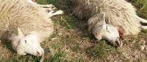 Wölfe haben nahe der ostsächsischen Ortschaft Förstgen eine Schafherde angegriffen und dabei mehrere Dutzend Tiere gerissen.