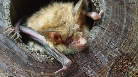 Eine Bechsteinfledermaus verlässt ihre Höhle. 