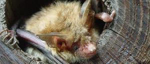 Eine Bechsteinfledermaus verlässt ihre Höhle.