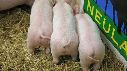 Kein schöner Gedanke, dass diese Ferkel bald bei Aldi verkauft werden könnten.