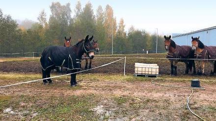 Die Kaltblüter aus Brück stehen derzeit an der russisch-estnischen Grenze.
