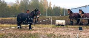 Die Kaltblüter aus Brück stehen derzeit an der russisch-estnischen Grenze.