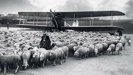 Die Tempelhofer Schafherde im Jahr 1932 diente der Rasenfläche und der Verdichtung des Bodens. Feste Rollbahnen gab es damals in Tempelhof noch nicht.