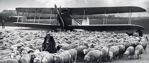 Die Tempelhofer Schafherde im Jahr 1932 diente der Rasenfläche und der Verdichtung des Bodens. Feste Rollbahnen gab es damals in Tempelhof noch nicht.