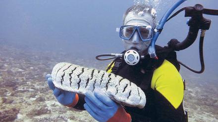 Wertvolle Verwerter. Eine Seegurke der Gattung Holothuria, gefunden vor einer Küste der Philippinen. Die Tiere sind die Biomüllverwerter der Meere. Menschen – allerdings nicht dieser hier, der sie nur erforscht – stellen ihnen zu sehr nach.