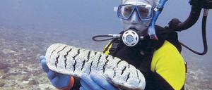 Wertvolle Verwerter. Eine Seegurke der Gattung Holothuria, gefunden vor einer Küste der Philippinen. Die Tiere sind die Biomüllverwerter der Meere. Menschen – allerdings nicht dieser hier, der sie nur erforscht – stellen ihnen zu sehr nach.