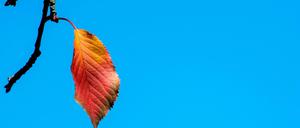 Golden und warm ist der Herbst: Beste Voraussetzung für einen Aufstieg im Glücksatlas.