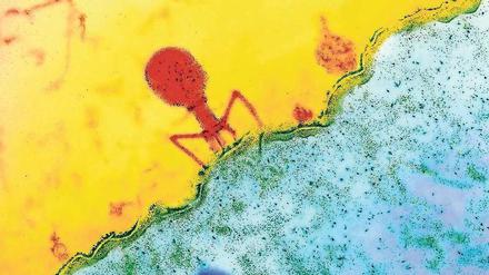 Nicht außerirdisch. Sondern innerbakteriell: Phage beim Andocken.