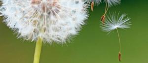 Alte Schweber. Löwenzahnsamen fliegen kilometerweit. Wie sie das machen, wusste bislang niemand, denn eigentlich müssten sie recht schnell zu Boden sinken. Jetzt zeigt sich, dass ein bislang unbekanntes aerodynamisches Phänomen schuld ist. 