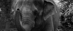 Elefantendame Tanja wurde 54 Jahre alt.