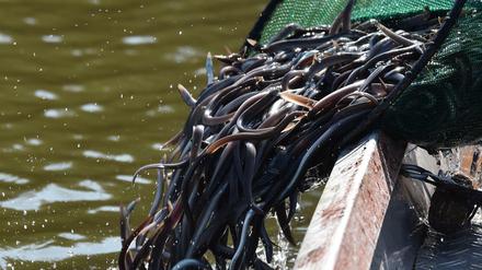 Jungaale werden in den Groß Schauener See gesetzt.