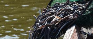 Jungaale werden in den Groß Schauener See gesetzt.