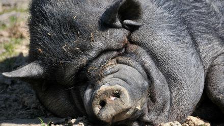 Irgendwie niedlich. Hängebauchschweine sind bei Hobbyhaltern beliebt. In Vietnam werden sie als Nutztiere gezüchtet. 