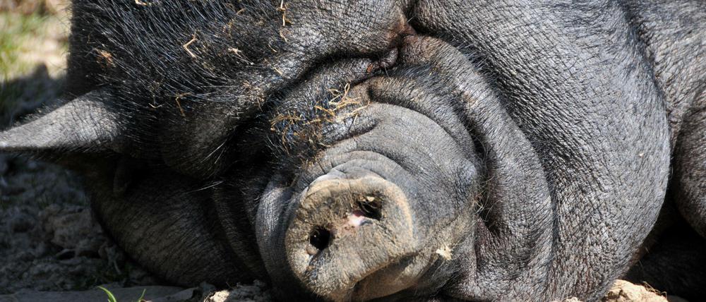Irgendwie niedlich. Hängebauchschweine sind bei Hobbyhaltern beliebt. In Vietnam werden sie als Nutztiere gezüchtet. 