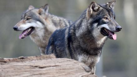 Im Gehege, wie hier im Wildpark Eekholt, sind Wölfe keine "Problemwölfe". Doch die etwa tausend Wölfe, die freilebend durch Deutschland ziehen, sorgen immer mehr Landwirte und Anwohner. 