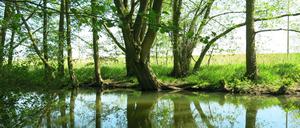 Grüntöne. Im brandenburgischen Lenzen kann man mit dem Rad am Ufer der Elbe entlangfahren und der Natur lauschen. 