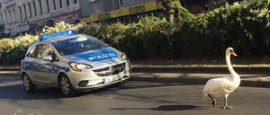 Verirrter Schwan stolziert über den Kottbusser Damm.