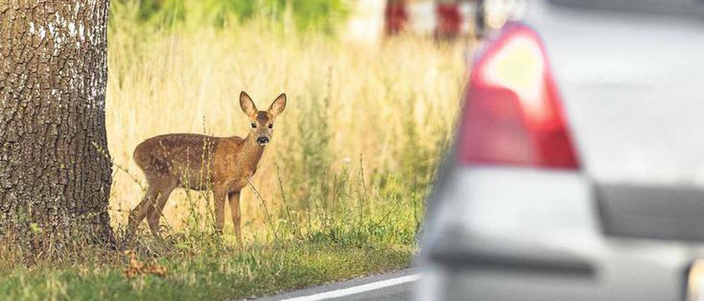 Reh und Autofahrer in Gefahr: Wildunfälle in Deutschland waren im vergangenen Jahr mit 275.000 Fällen und 13 Toten so hoch wie seit Anfang der 90er Jahre nicht mehr.