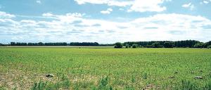 Die Felder der Elisabeth-Aue in Berlin-Blankenfelde.