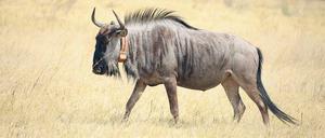 Heiß mit Halsband. Der Sender, den dieses Streifengnu um sein Genick trug, lieferte Forschern Daten über den relativ hitzeresistenten Lebenswandel dieser Antilopen. Und Proben ihrer Muskeln zeigten, warum sie sich diesen überhaupt leisten können.