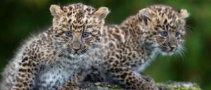 Die Großkatzen (und groß werdenden Katzen) werden in unregelmäßigen Abständen gefüttert.