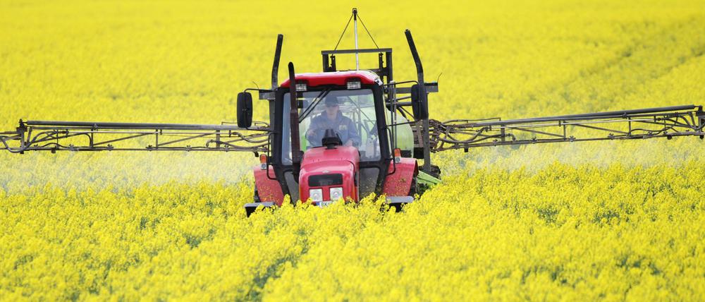 Ein Traktor fährt durch ein leuchtend gelb blühendes Rapsfeld (Symbolbild).