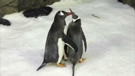 Die beiden Eselspinguine Sphen und Magic.