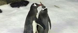 Die beiden Eselspinguine Sphen und Magic.
