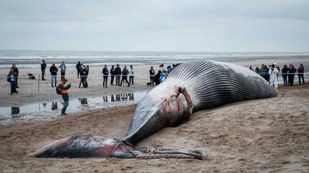Finnwal am Strand von De Haan.