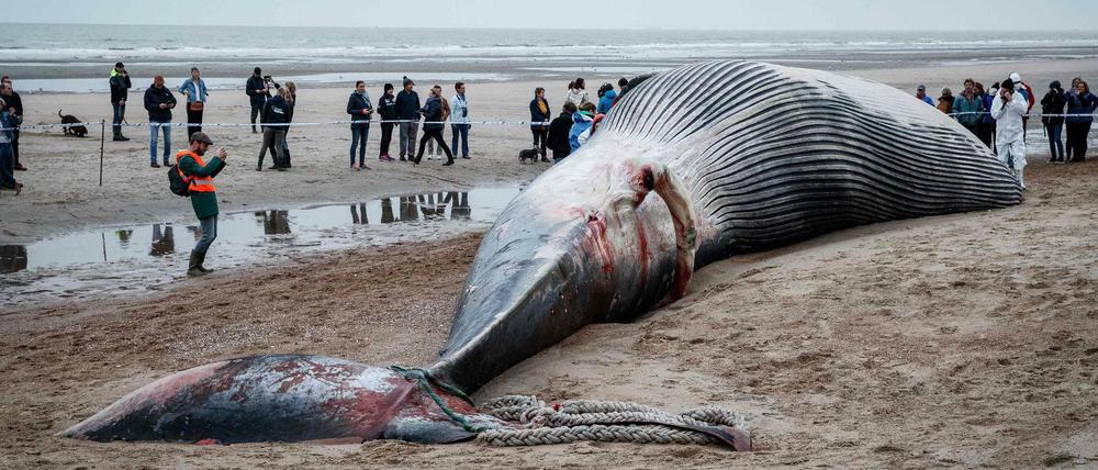 Finnwal am Strand von De Haan.