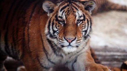 Ein sibirischer Tiger in einem Tigerpark im chinesischen Harbin
