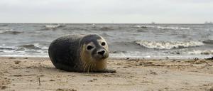 Ein junger Seehund liegt in Cuxhaven-Döse am Strand.