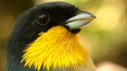 Höher gehts nicht. Diese Gelbhals-Prachtmeise (Iridosornis analis) ist in den Nebelwäldern Perus selten geworden