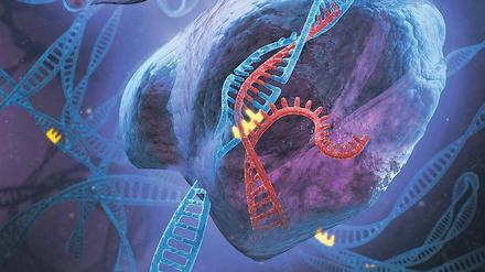 Ersatz. Das Crispr-Prinzip in der Medizin heißt: Ausschneiden von unerwünschten, krankmachenden Genabschnitten und Einfügen von solchen, die den Patienten im besten Falle heilen können. 