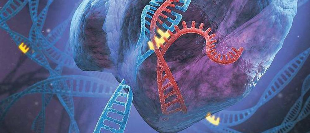 Ersatz. Das Crispr-Prinzip in der Medizin heißt: Ausschneiden von unerwünschten, krankmachenden Genabschnitten und Einfügen von solchen, die den Patienten im besten Falle heilen können. 
