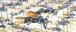 Diese gigantische Grabwespe wurde erst kürzlich entdeckt – in der Sammlung des Museums für Naturkunde Berlin und zeitgleich in Indonesien.