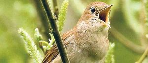 Die Berliner waren aufgerufen, in Parks und Gärten den Gesang der Nachtigall aufzuzeichnen. 2019 sollen Menschen in ganz Deutschland mitmachen.