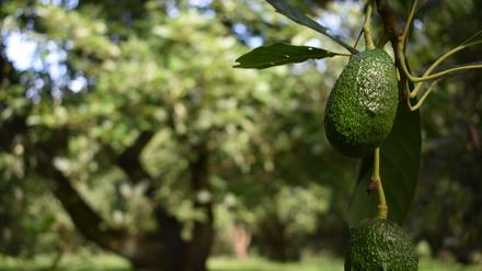 Ein Avocado-Baum in Mexiko 