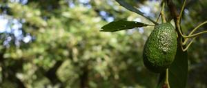 Ein Avocado-Baum in Mexiko