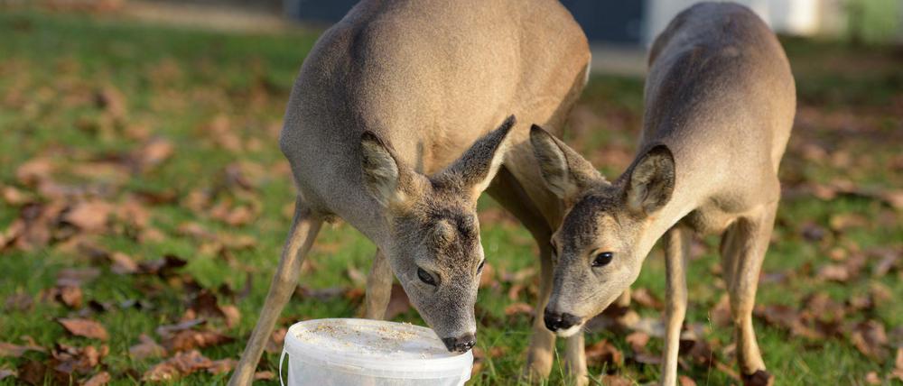 Diese beiden Rehe wurden als Kitze mit einer Wärmebildkamera aufgespürt und dann auf dem Milchbauernhof von Hand aufgezogen.